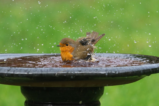Why Do Birds Need Bath? Check Out These FAQs