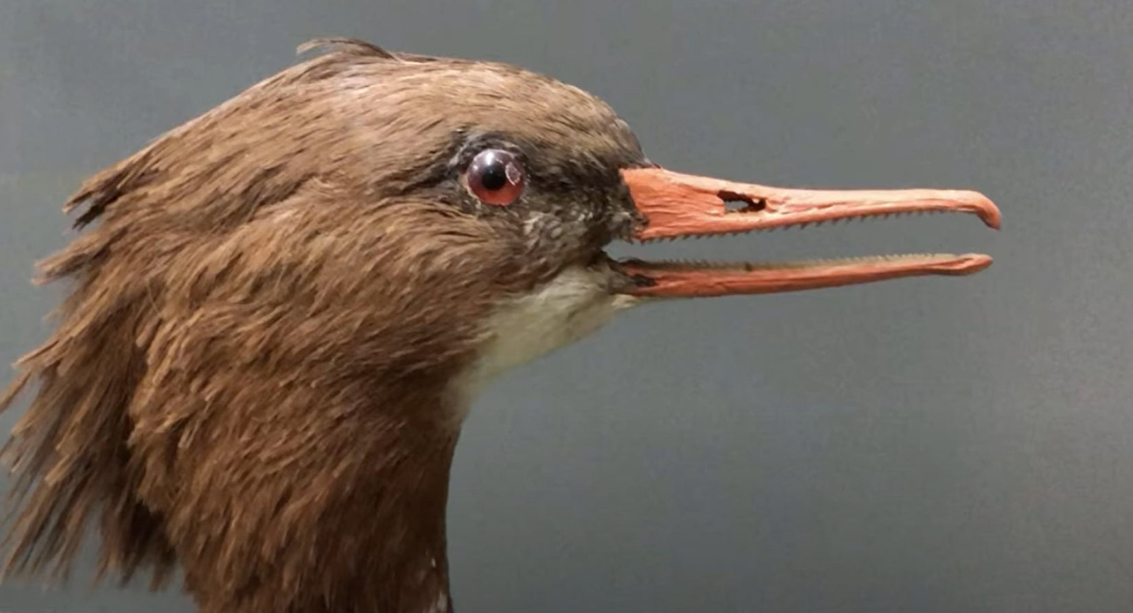 Types of Bird Beaks: 12 Different Beak Shapes and Their Functions