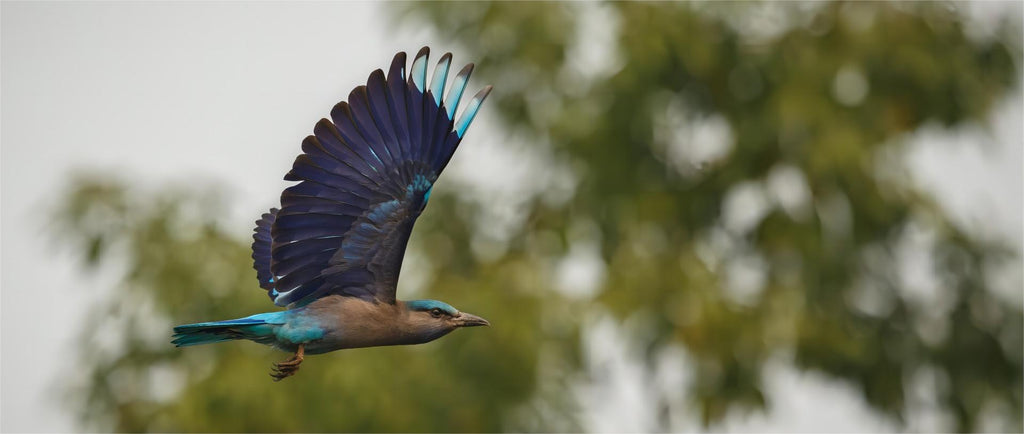 bird flapping