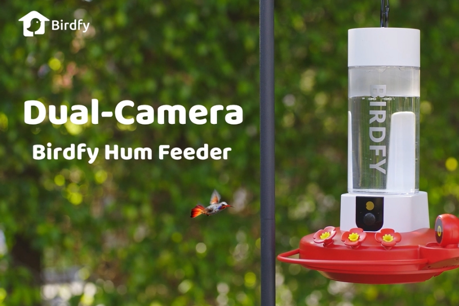 birdfy vs birdbuddy hummingbird feeder