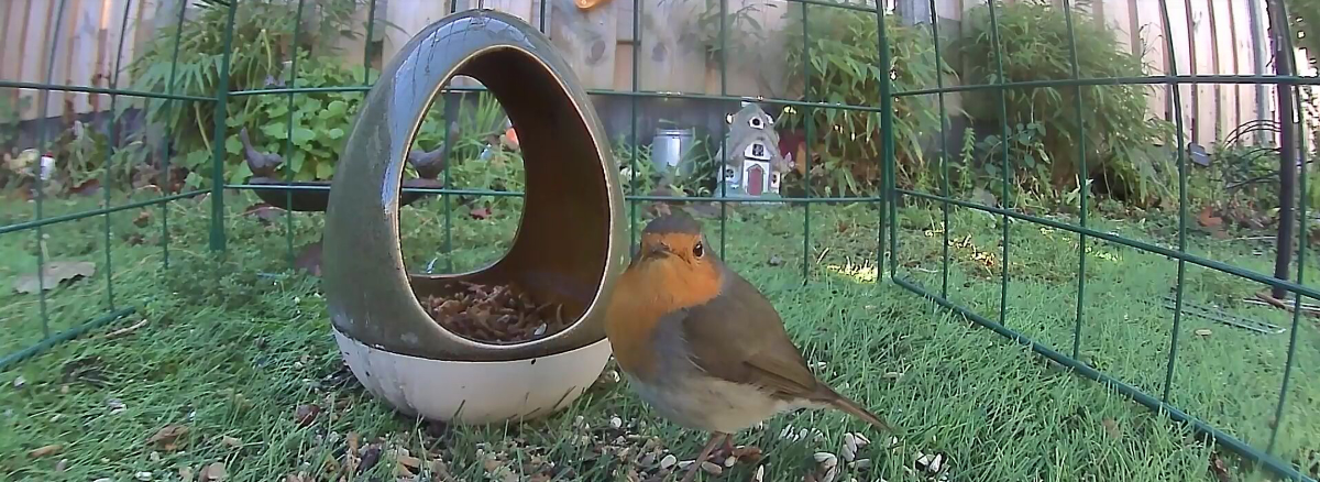birdwatching
