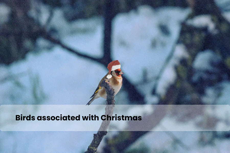 Birds associated with Christmas