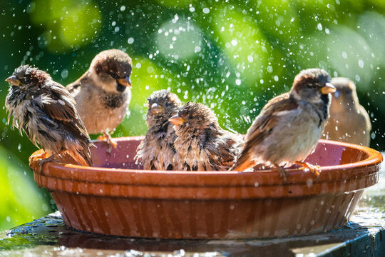 Why Birds Prefer Moving Water: Benefits of Running-Water Bird Baths