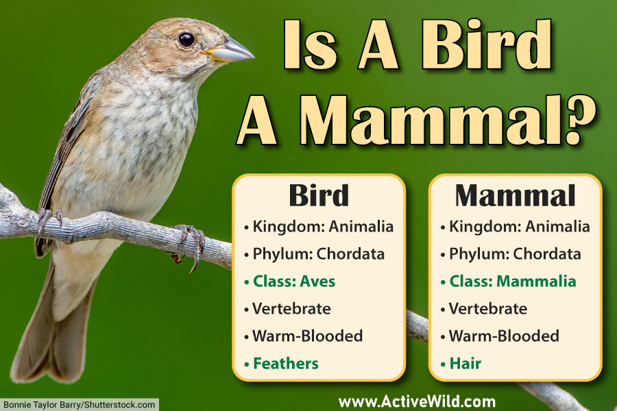 Are Birds Mammals? A Complete Scientific Answer