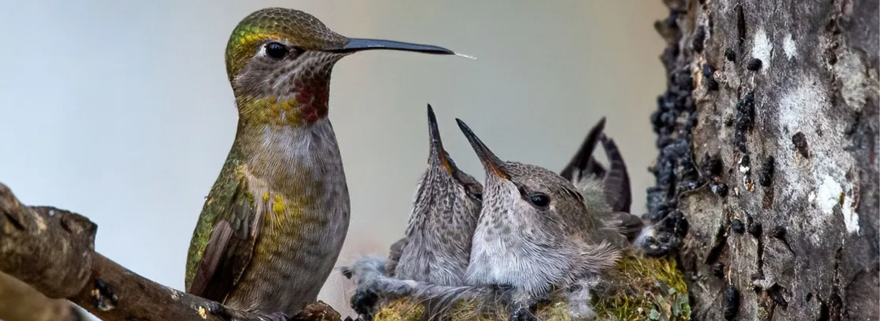 Hummingbird Eggs Hatching Time: An In-Depth Exploration
