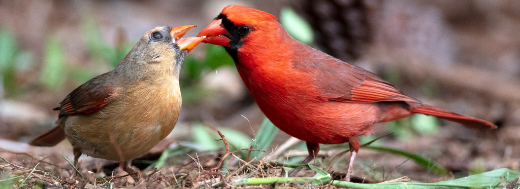 Bright Colored Birds Are More Attractive to Mates