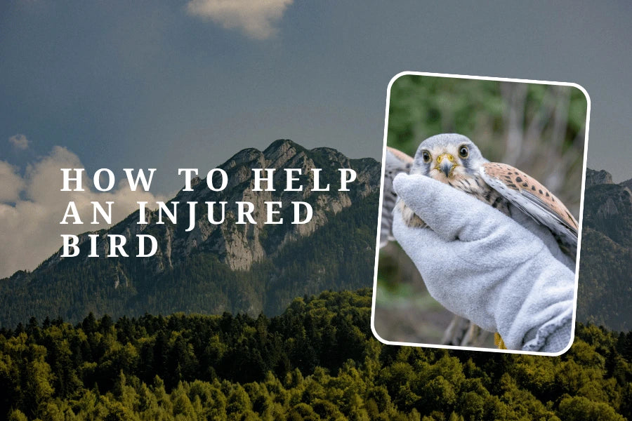 how to help an injured bird