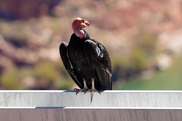 California Condor
