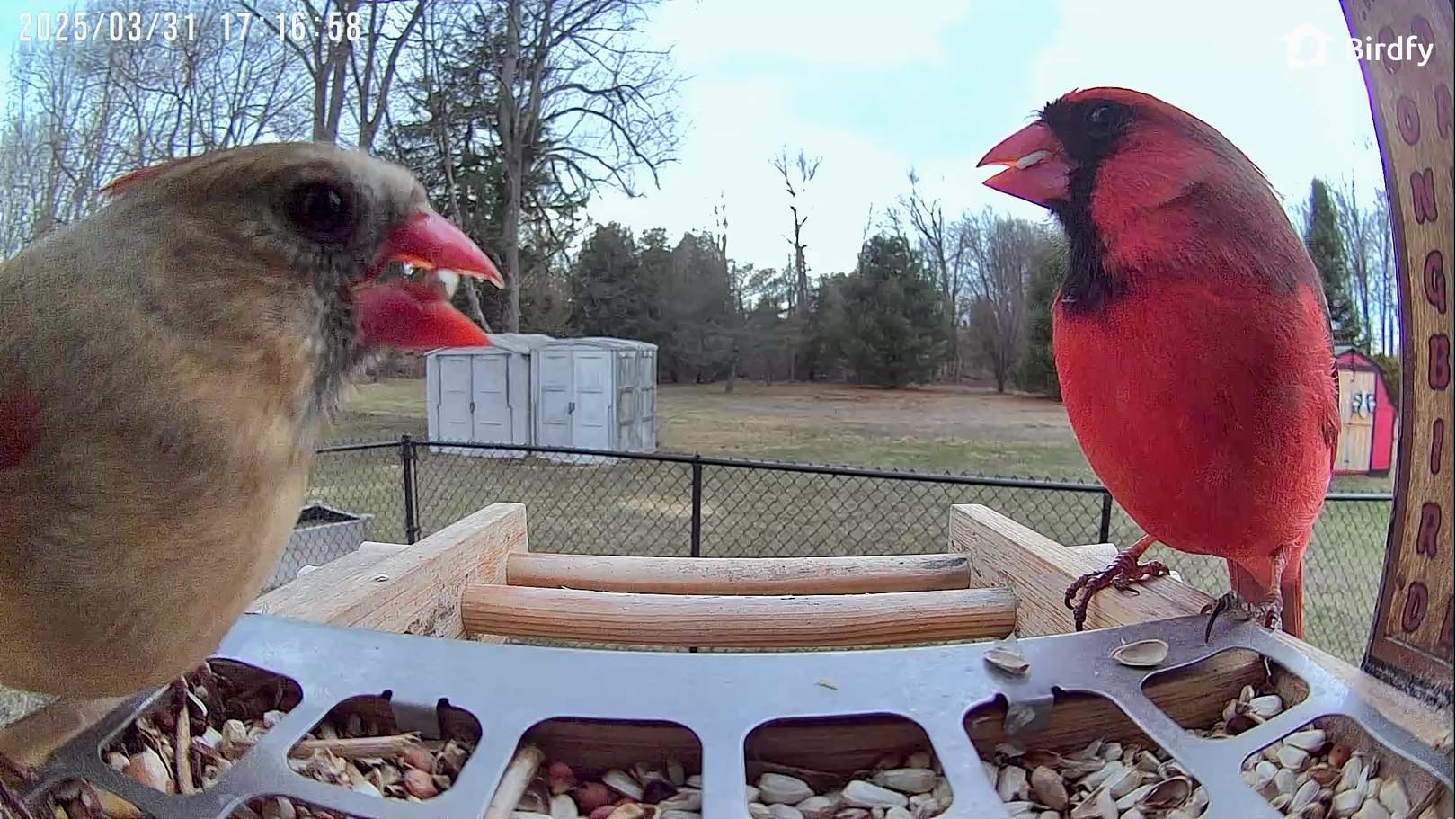 Getting Close to the Northern Cardinal