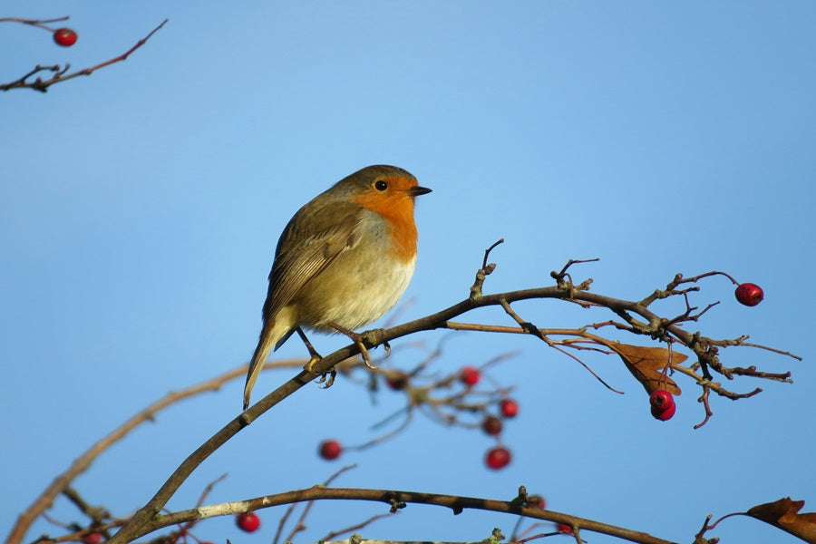 How to be a Birder Series 1: Starting at Home