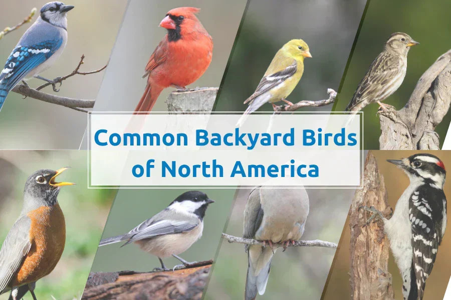 common backyard birds of north america