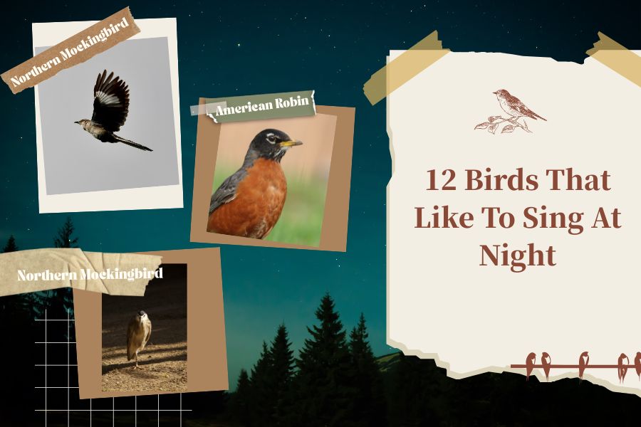 12 Birds That Like To Sing At Night