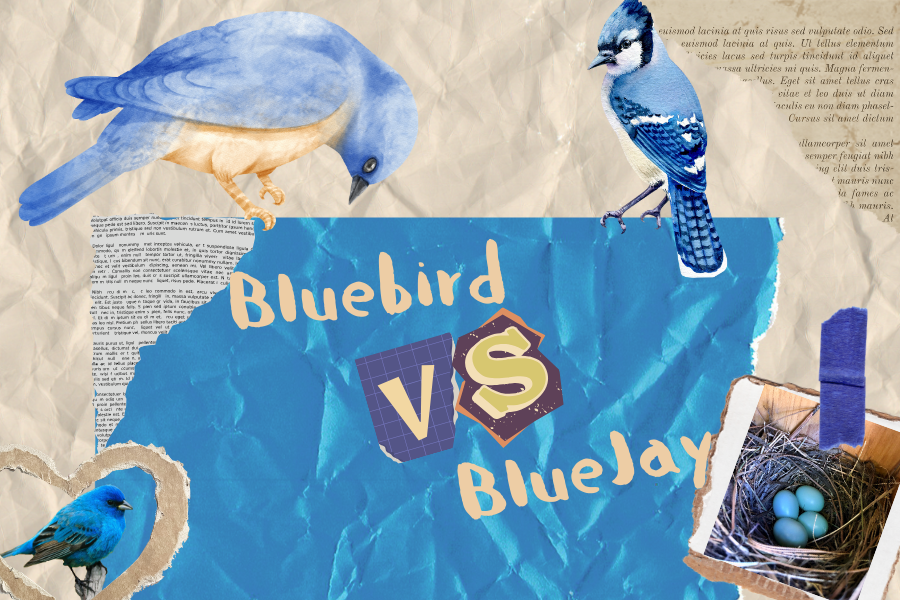 Bluebird vs. Blue Jay