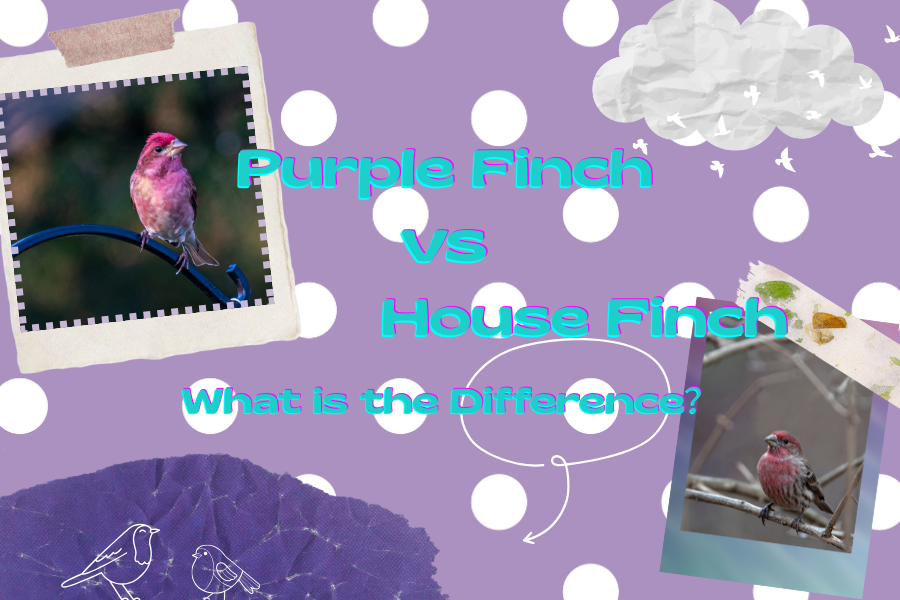 Purple Finch vs House Finch: What is the Difference