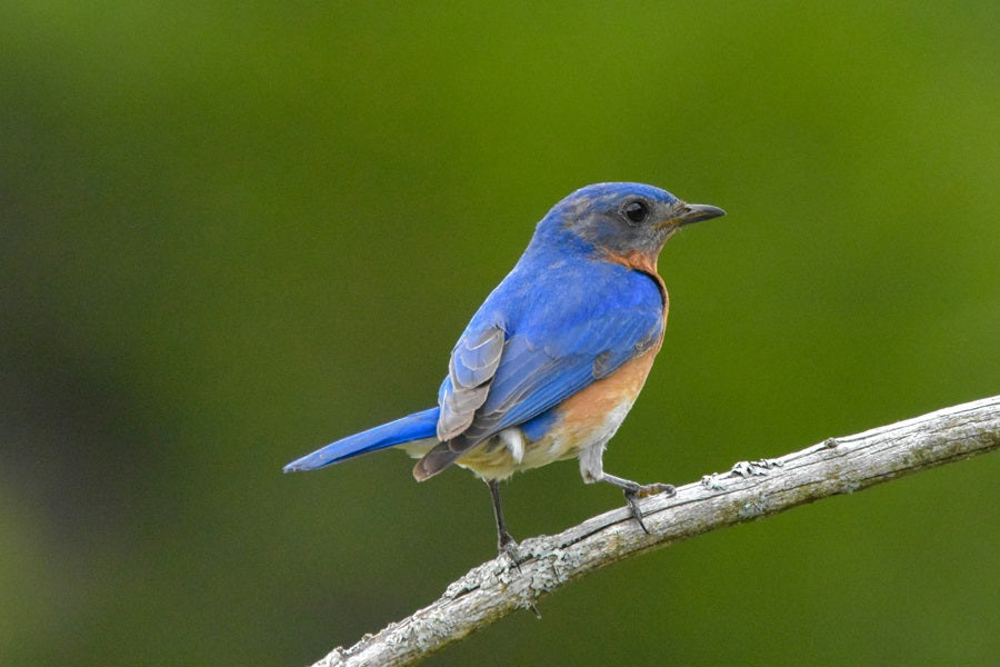 22 Blue Birds With Names and Pictures: Complete Identification Guide
