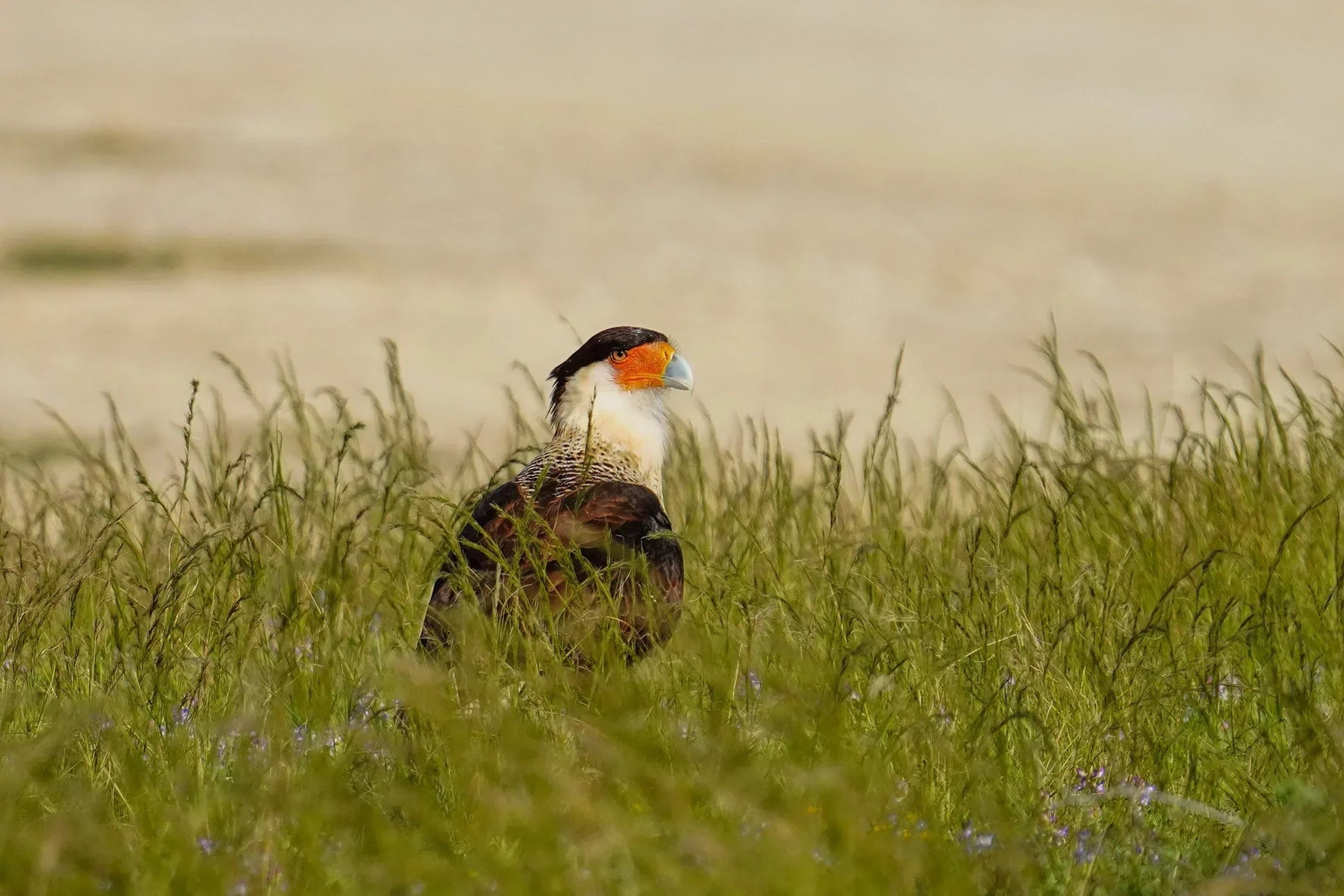 Gary Herritz: Travel with Birdfy Episode 4 - Birding Perspective