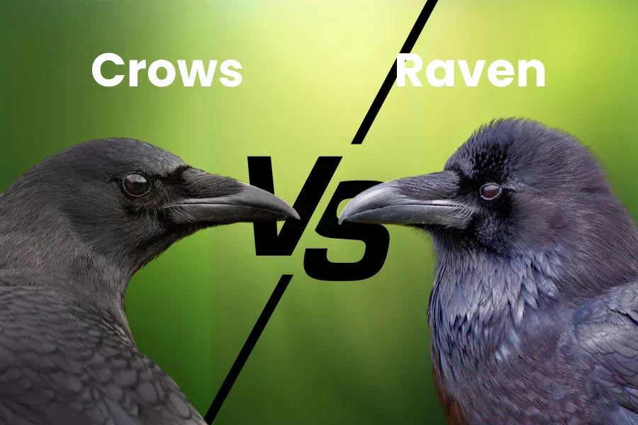 crow vs raven difference