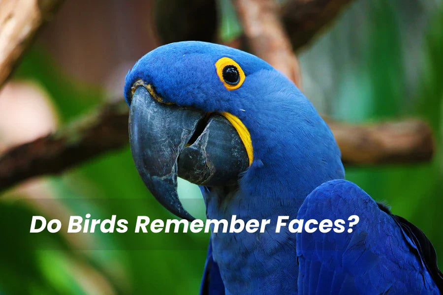 do birds remember faces