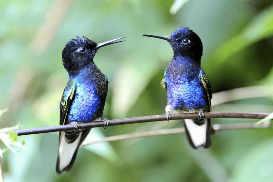 do hummingbirds mate for life