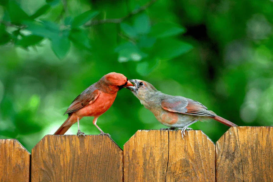 do northern cardinals mate for life
