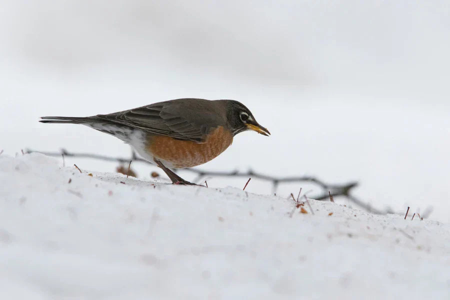 do robin migrate