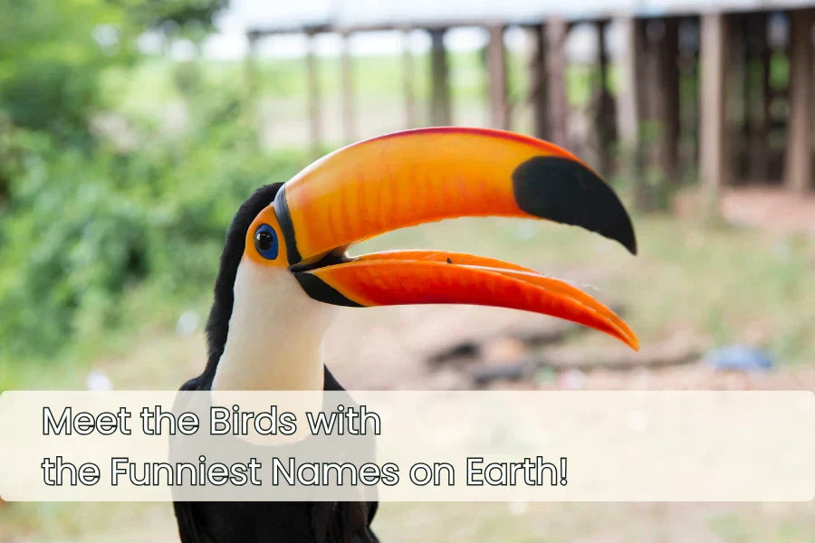 bird names funny