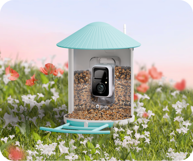 How Many Megapixels Do I Need For Bird Photography?