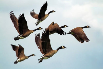 What is the Most Likely Reason a Bird Species Migrates: Unveiling Nature's Mystery
