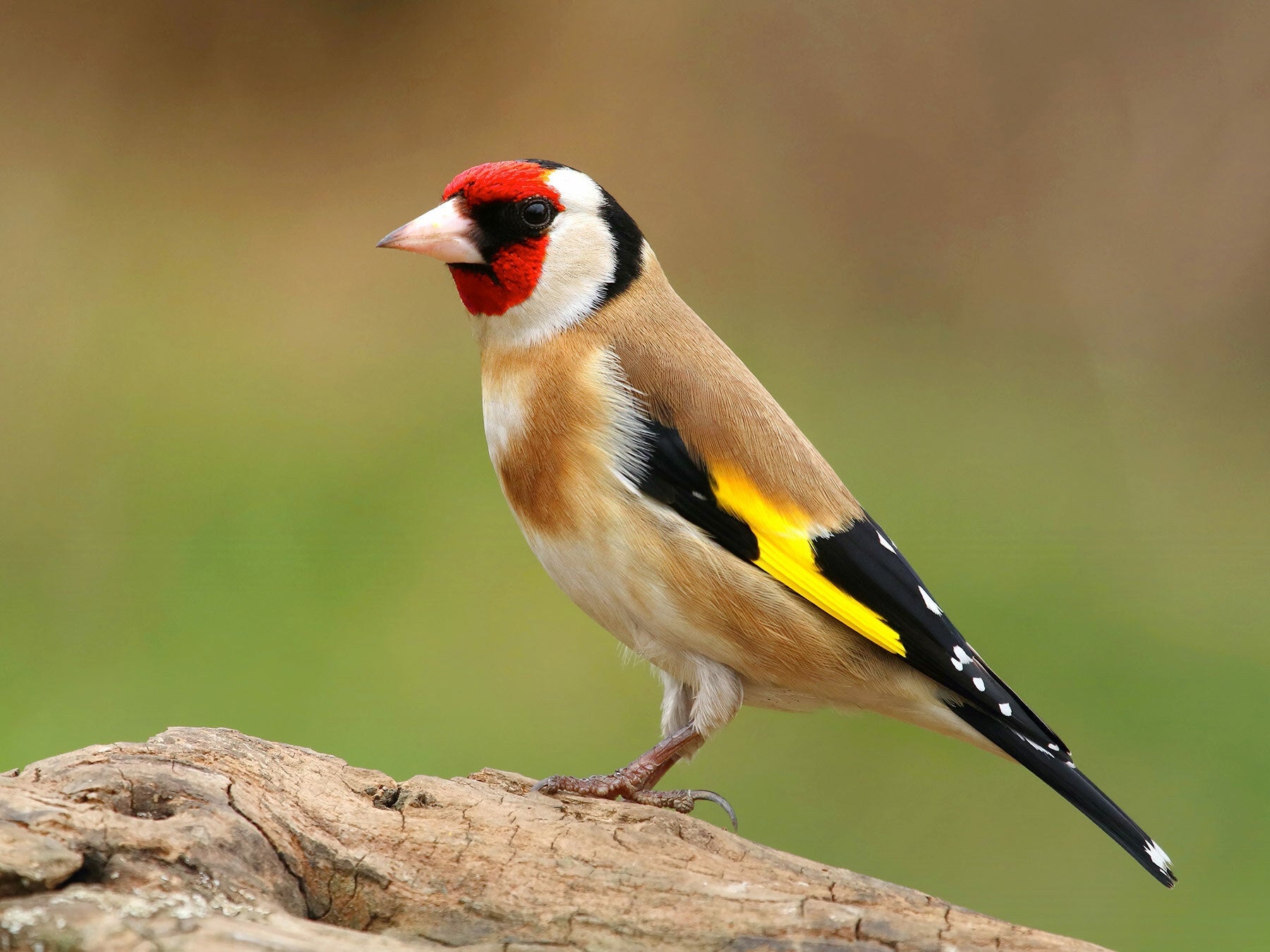 Goldfinch Spiritual Meaning: Joy, Renewal, and Divine Grace