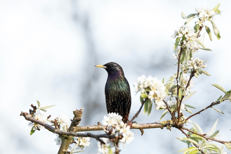 Starling Spiritual Meaning: Signs and What It Means When You See One