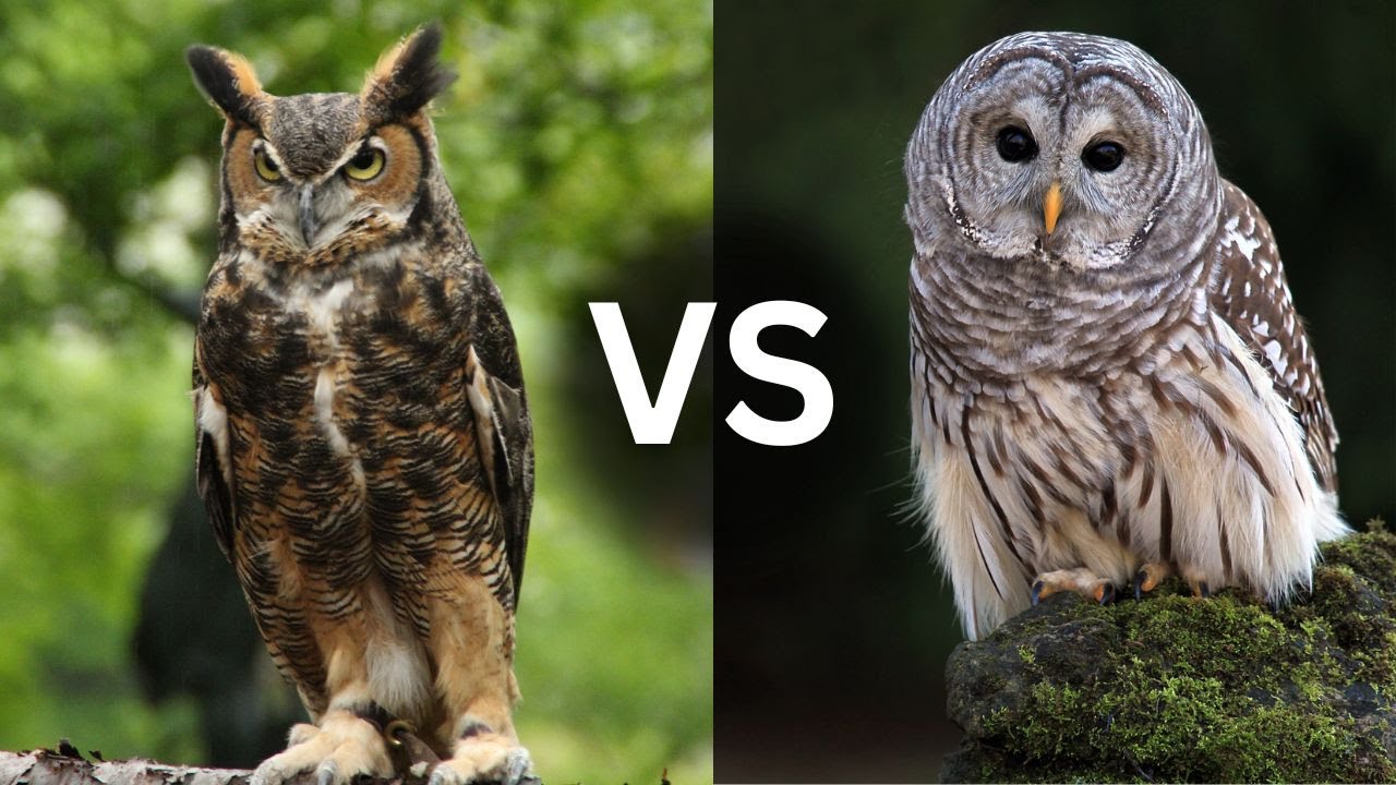 Great Horned Owl vs Barred Owl: Key Differences in Size, Calls, Habitat & Behavior