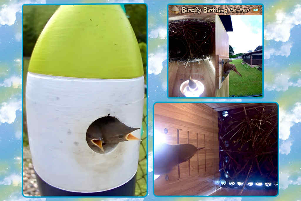 House Wren Mating, Nesting & Brooding Habits: A Guide to One of North ...