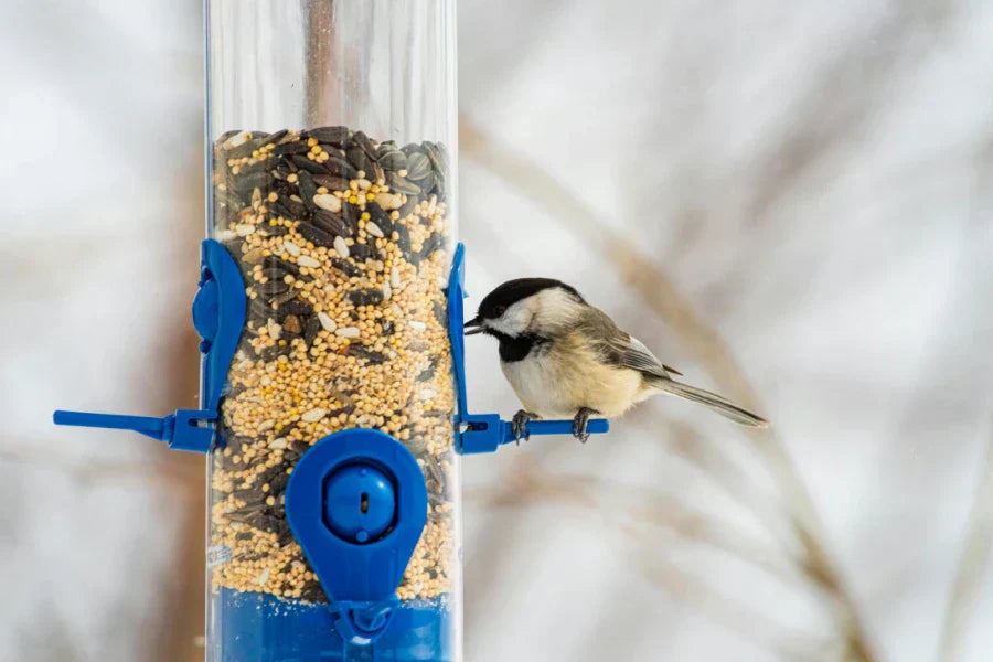 How Do Birds Find Feeders and How Long Does It Take?