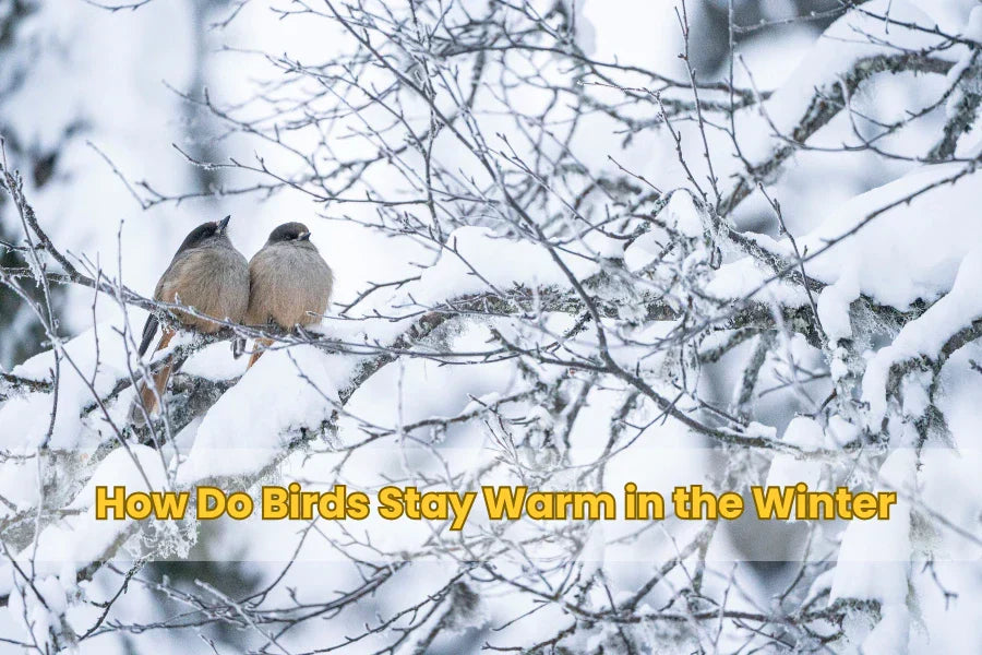 How Do Birds Stay Warm in the Winter? The Science of Avian Thermoregulation