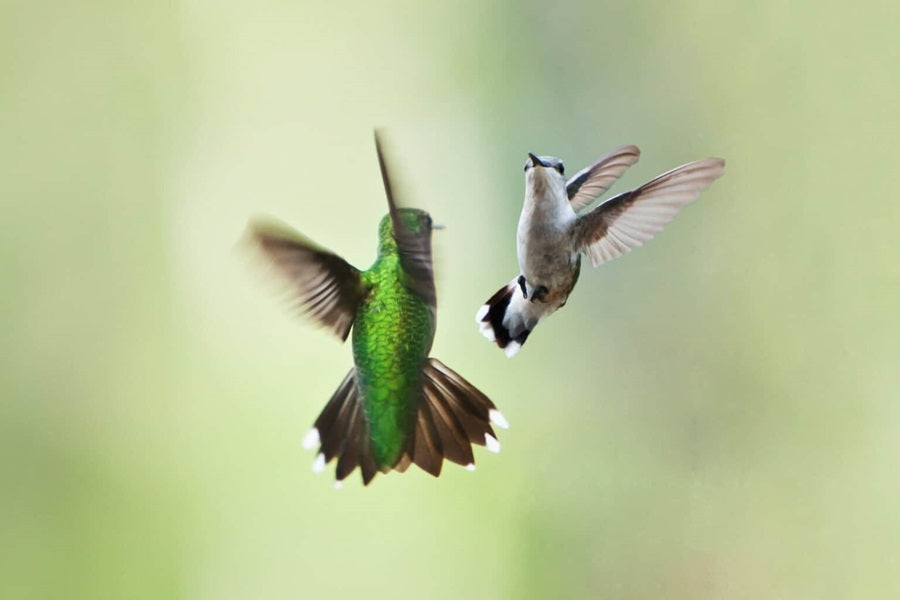 Are Hummingbirds Fighting Or Playing?