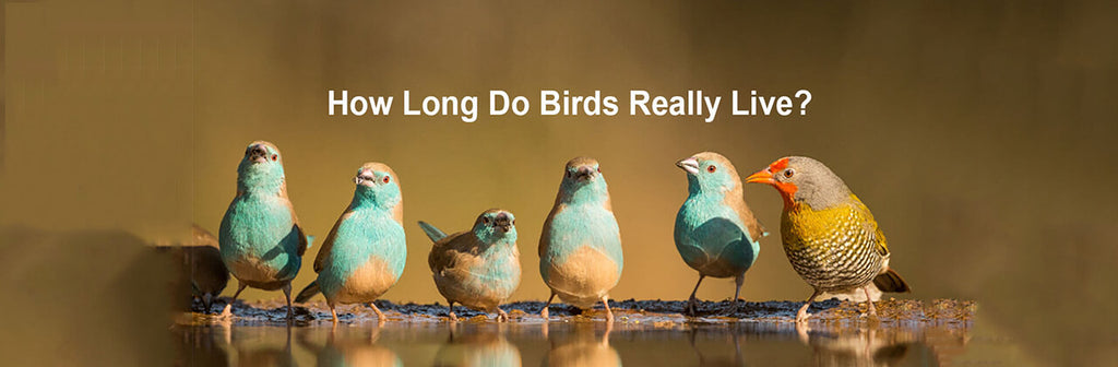How Long Do Birds Really Live?