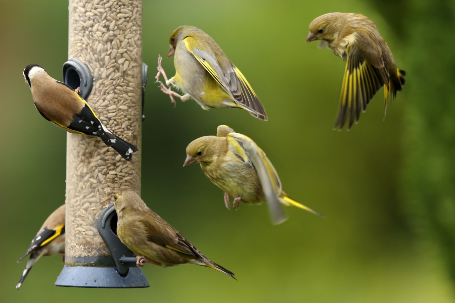how to attract birds to feeders