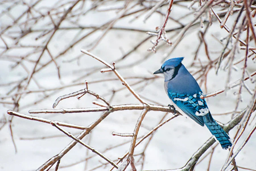 how to attract blue jays