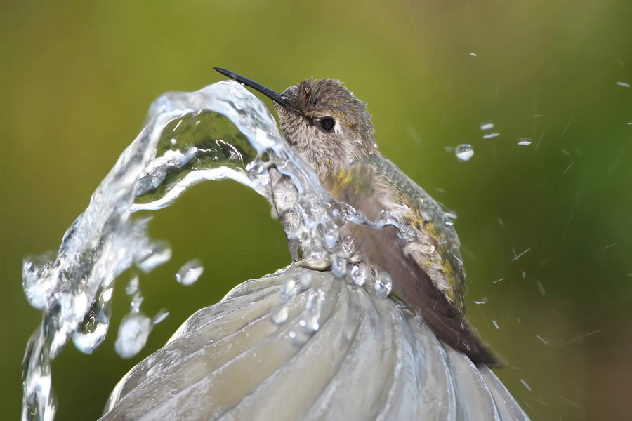 What Type Of Bird Bath Is Best For Hummingbirds?