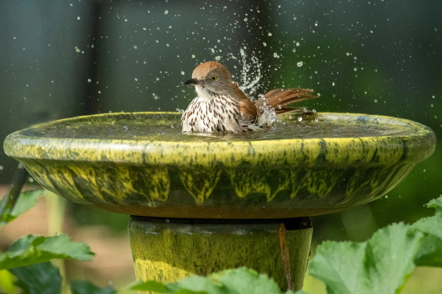 how to clean a bird bath