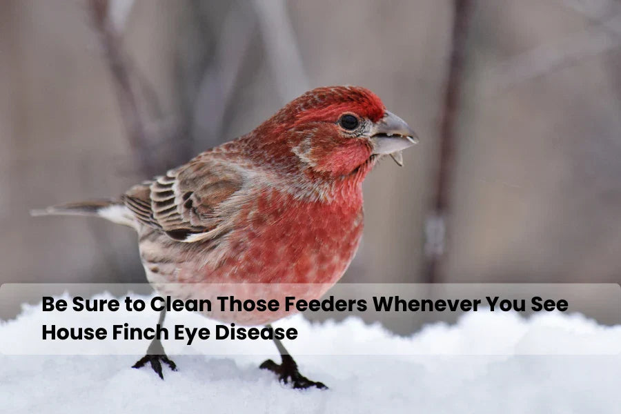 how to clean bird feeders when you see house finch eye disease
