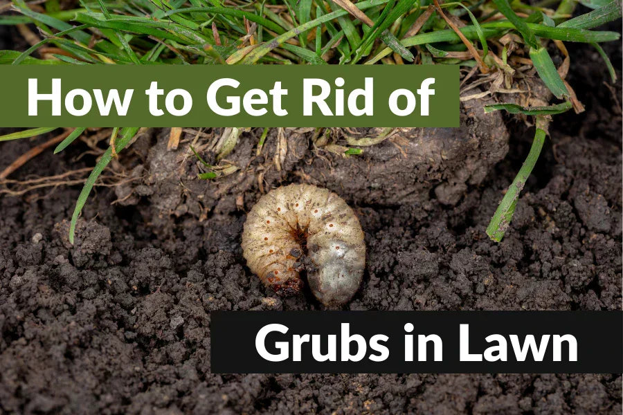 how to get rid of grubs in lawn