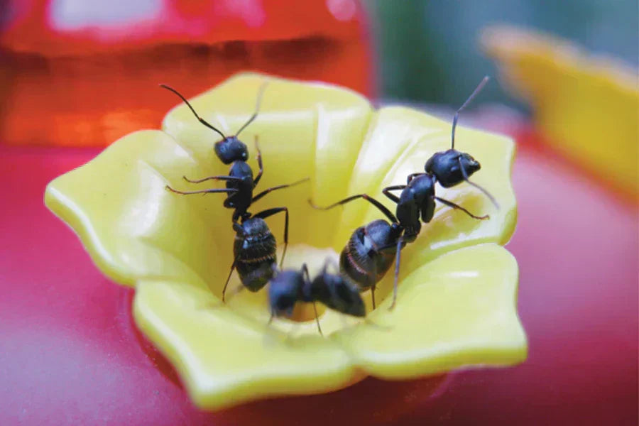 How to Keep Ants Away from Hummingbird Feeders (Ant-Free Guide)
