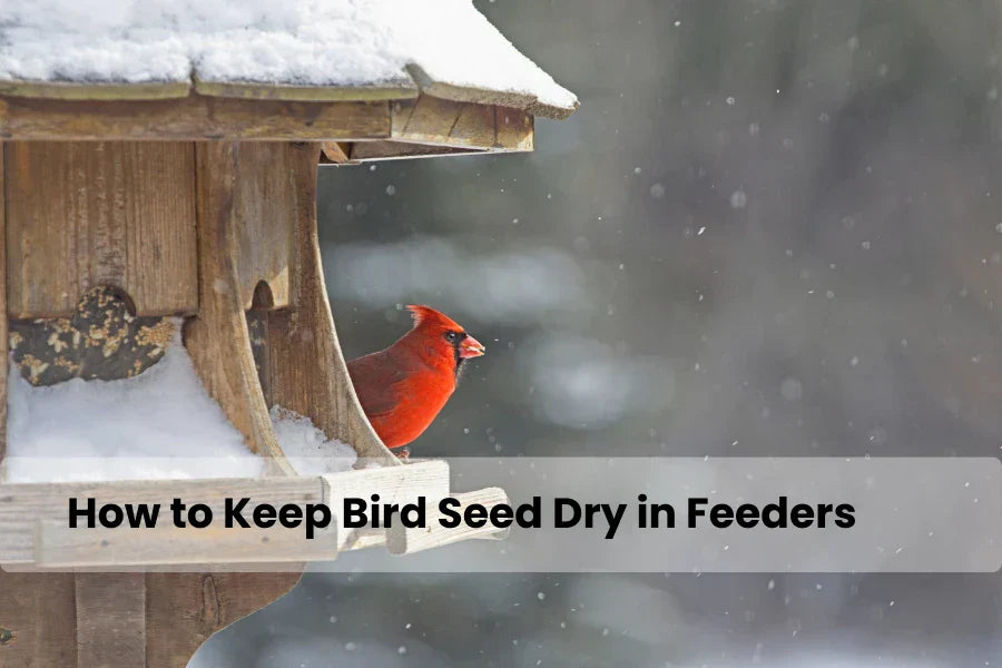 How to Keep Bird Seed Dry in Feeders During Winter:  A Guide to Healthy Feeding