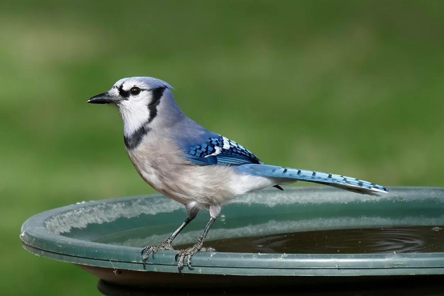 how to prevent snacks from your yard