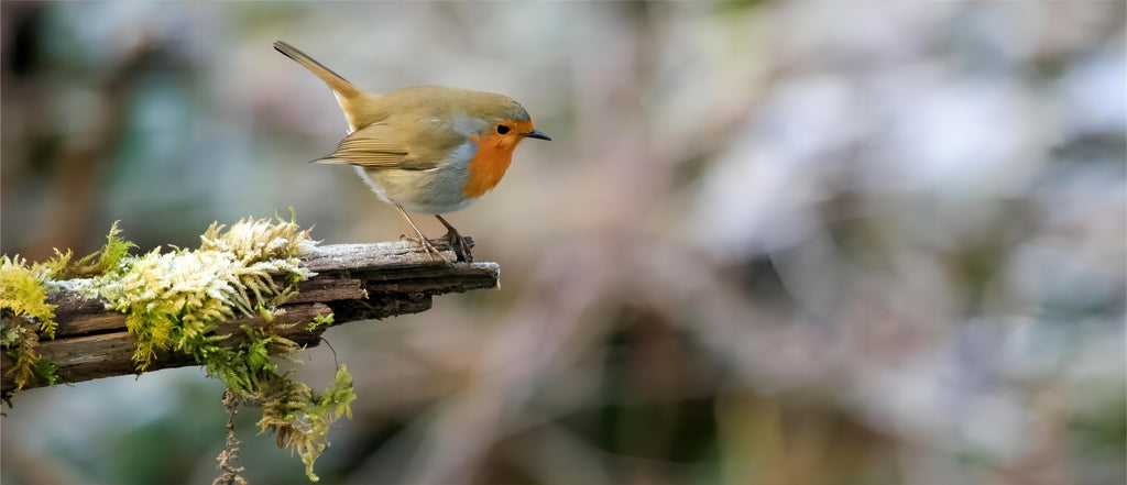 how to attract birds to feeders