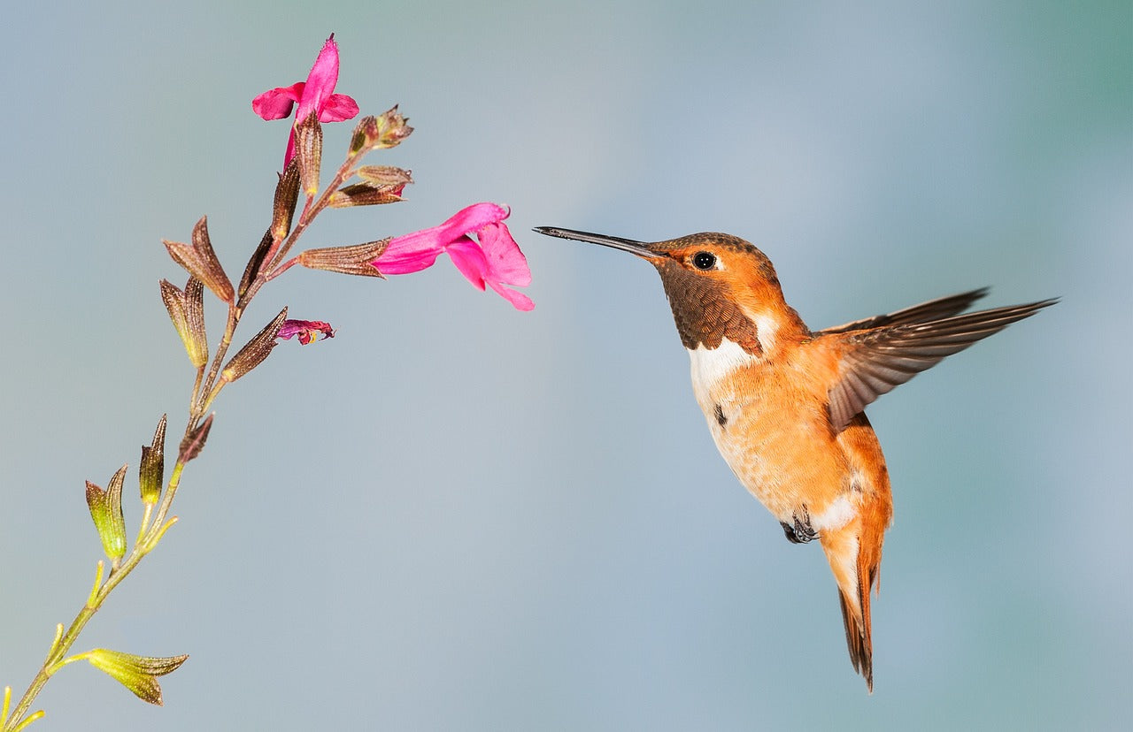 flowers that attract hummingbirds