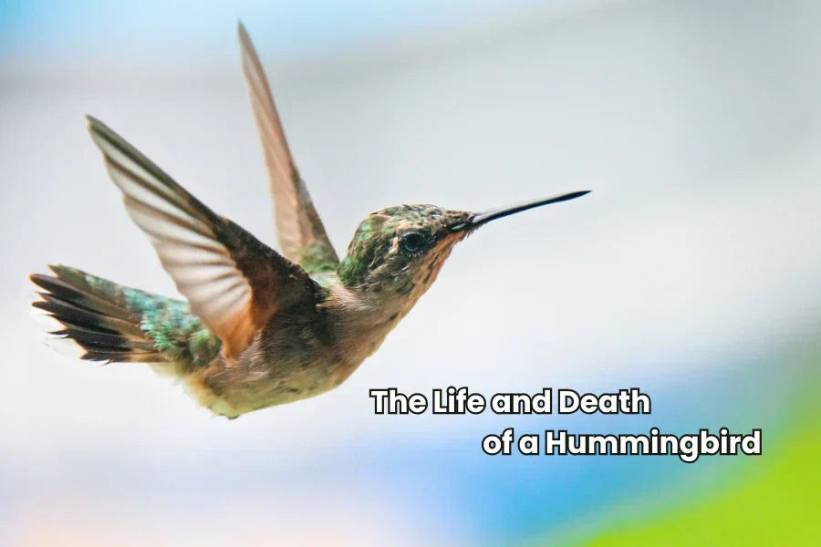 hummingbird lifespan