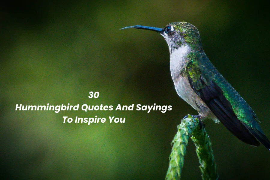 Hummingbird Quotes: Inspiring Sayings About Joy, Love, and Resilience ...