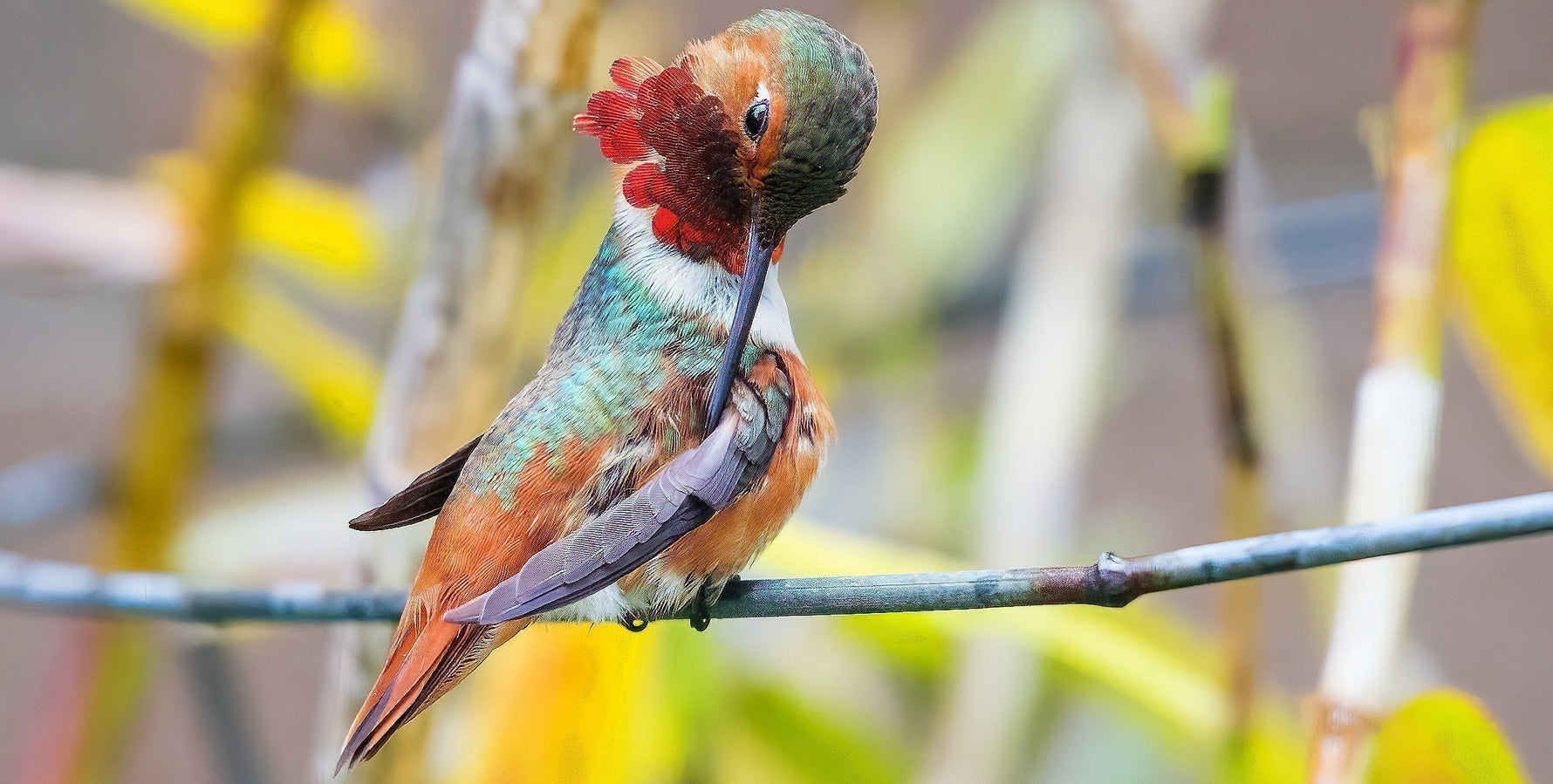 hummingbird spiritual meaning